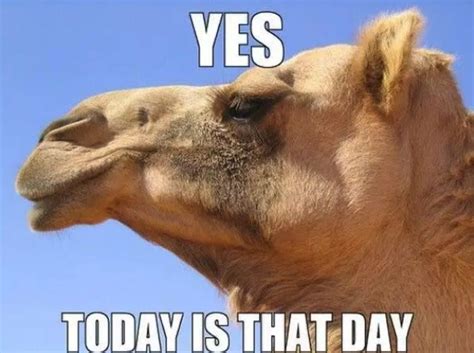 camel for hump day images|hump day camel funny.